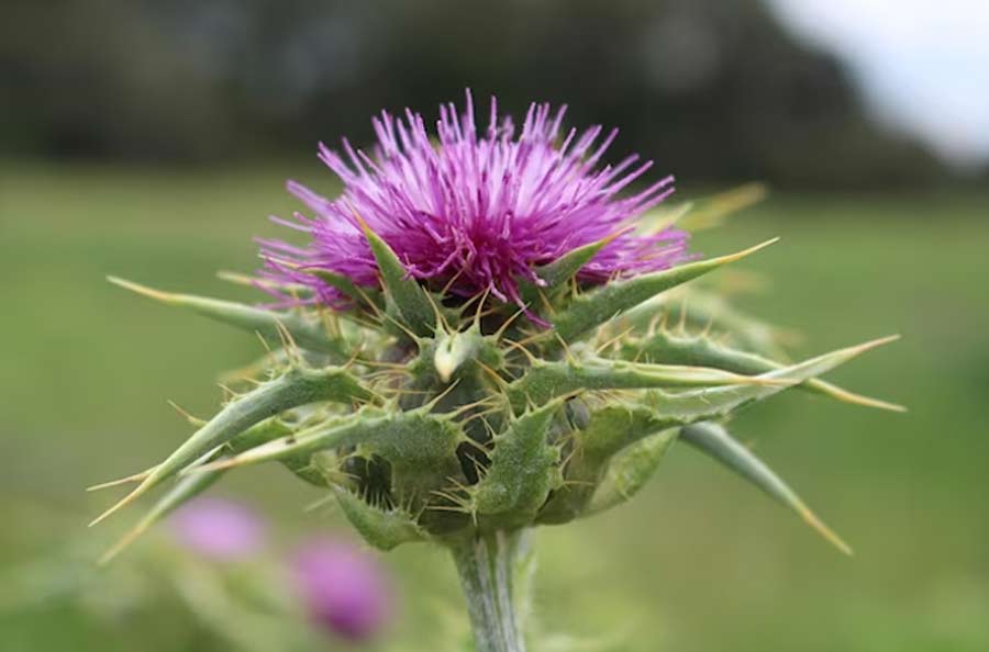 milk-thistle-the-amazing-herb-for-your-liver-youtube