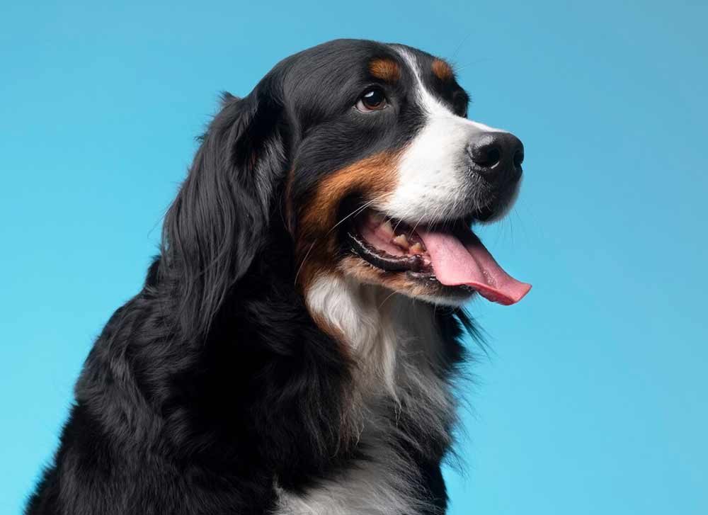 dogs bring good luck