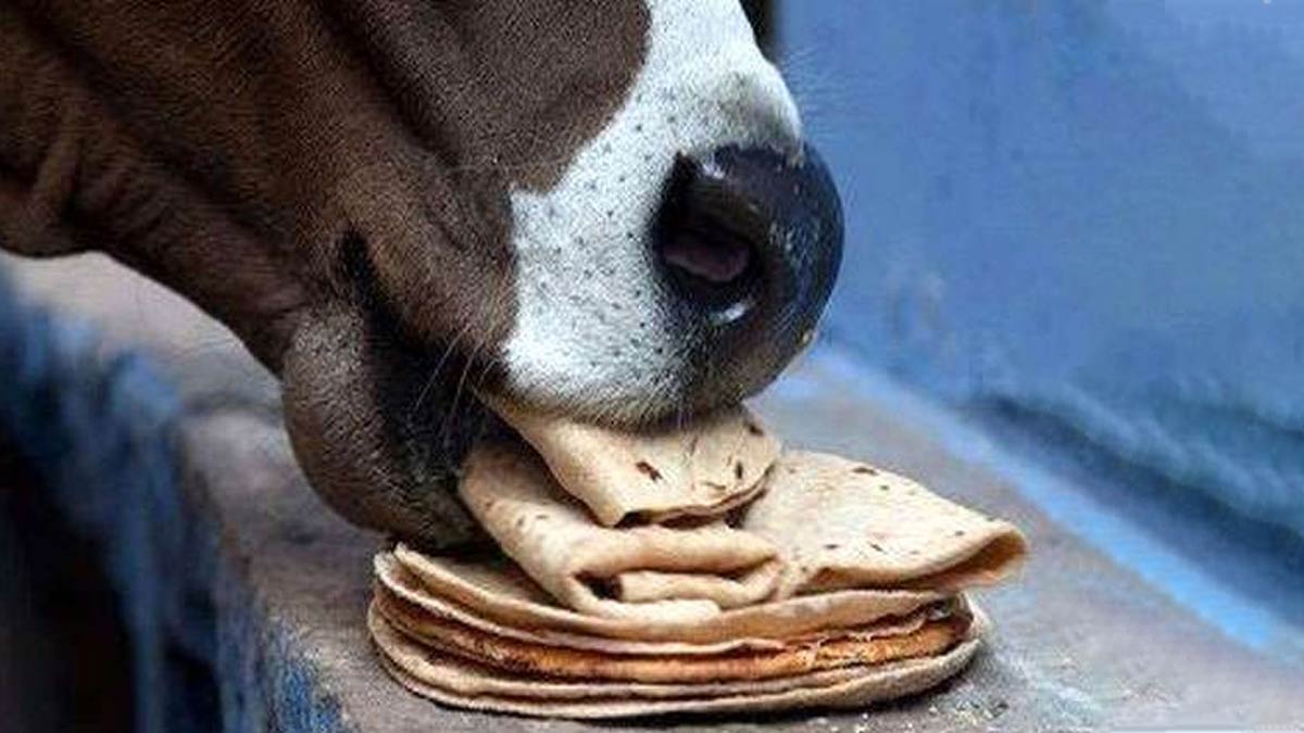 feeding cow on shradh