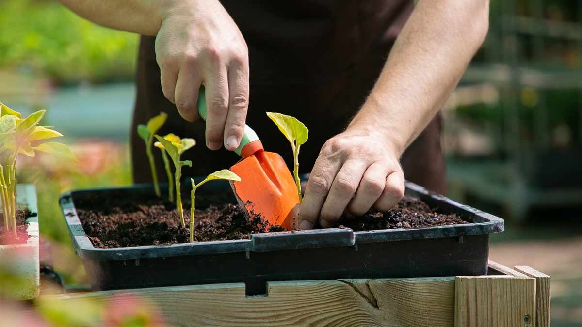 gardening beginners tip