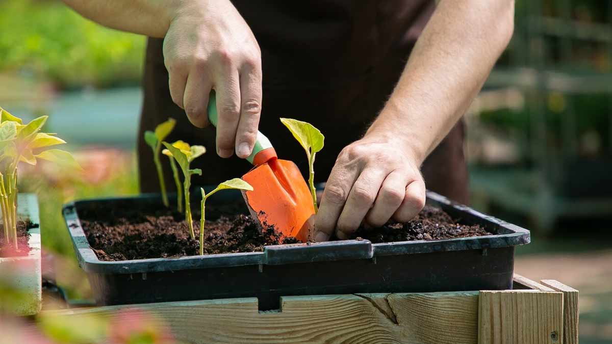 Gardening Tips For Beginners