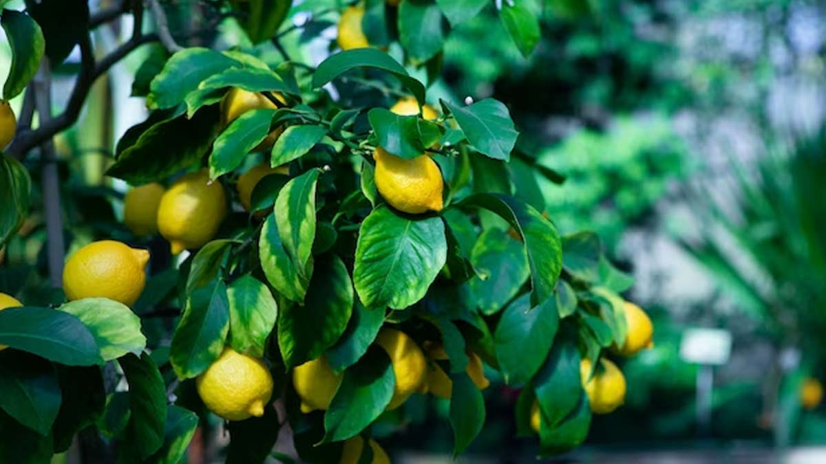 नींबू के पेड़ में खूब सारे फल और फूल के लिए अपनाएं ये गार्डनिंग हैक्स