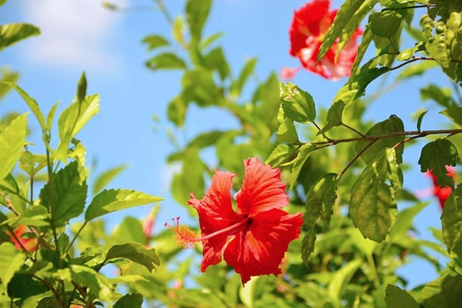  hibiscus flower