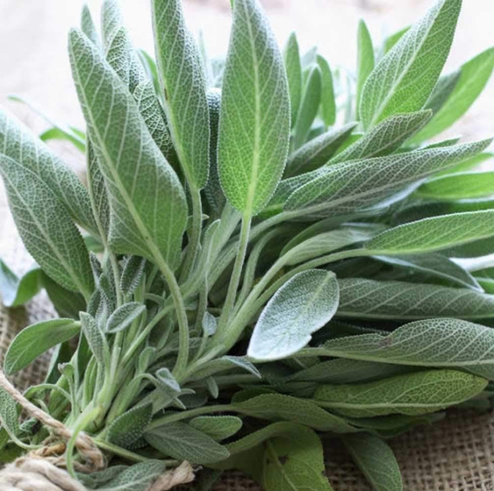 how to colour hair with sage leaf
