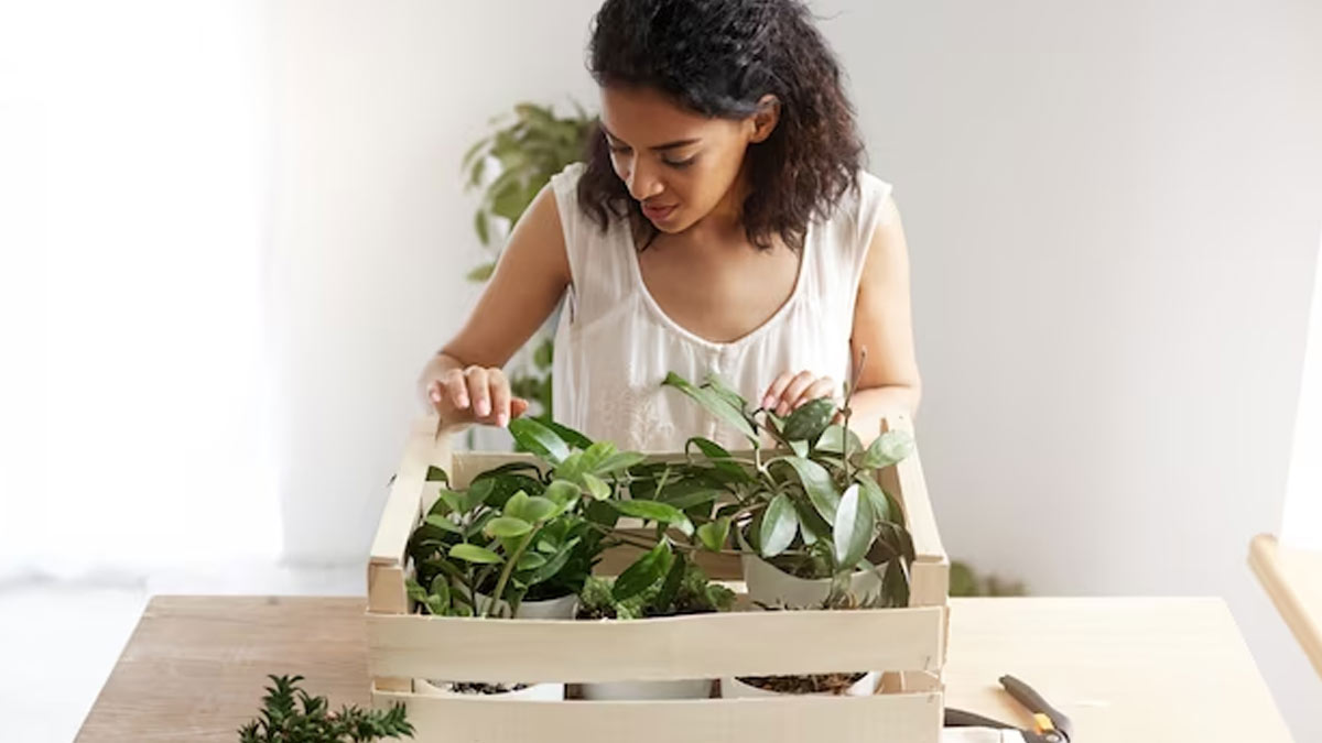 From Garden To Kitchen: Top 6 Tips To Grow Fresh Herbs At Home