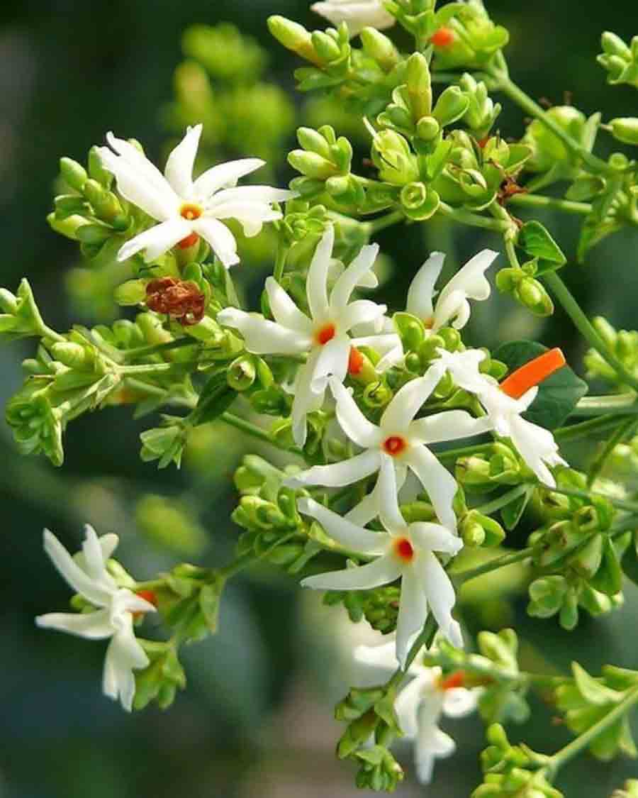 how to make fertilizer for parijat plant