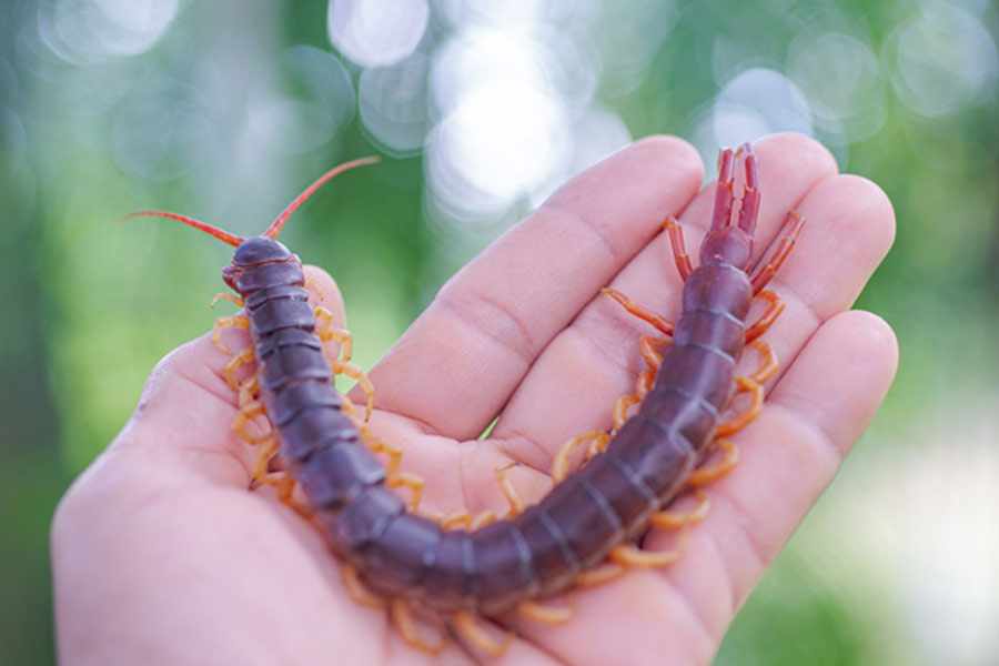 kankajura for good luck