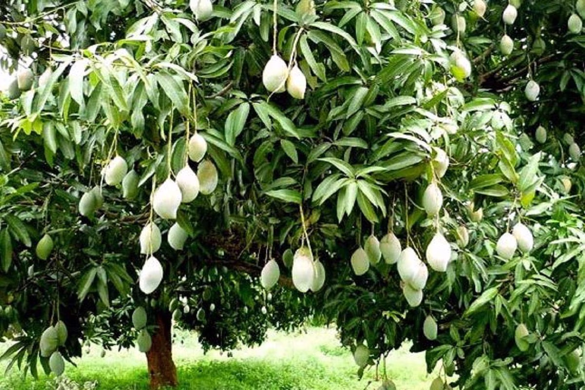mango tree