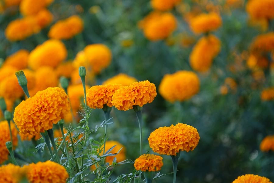 marigold growing tips