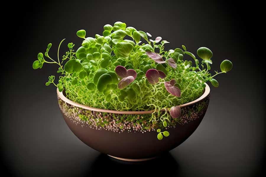microgreens uses