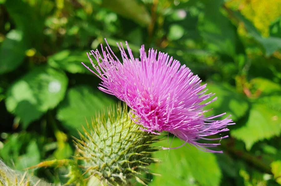 Anti Ageing Diet जवां रहने के लिए डाइट में शामिल करें यह खास हर्ब