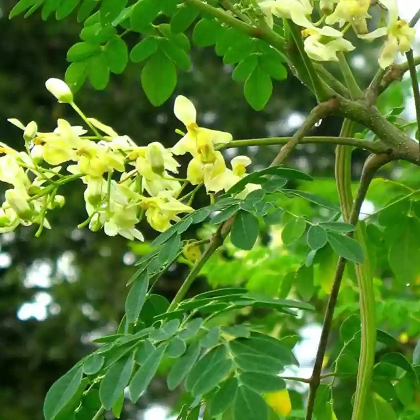 moringa tree in garden