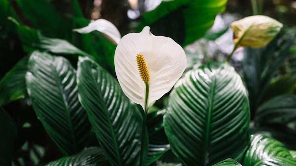 peace lily plant indoor