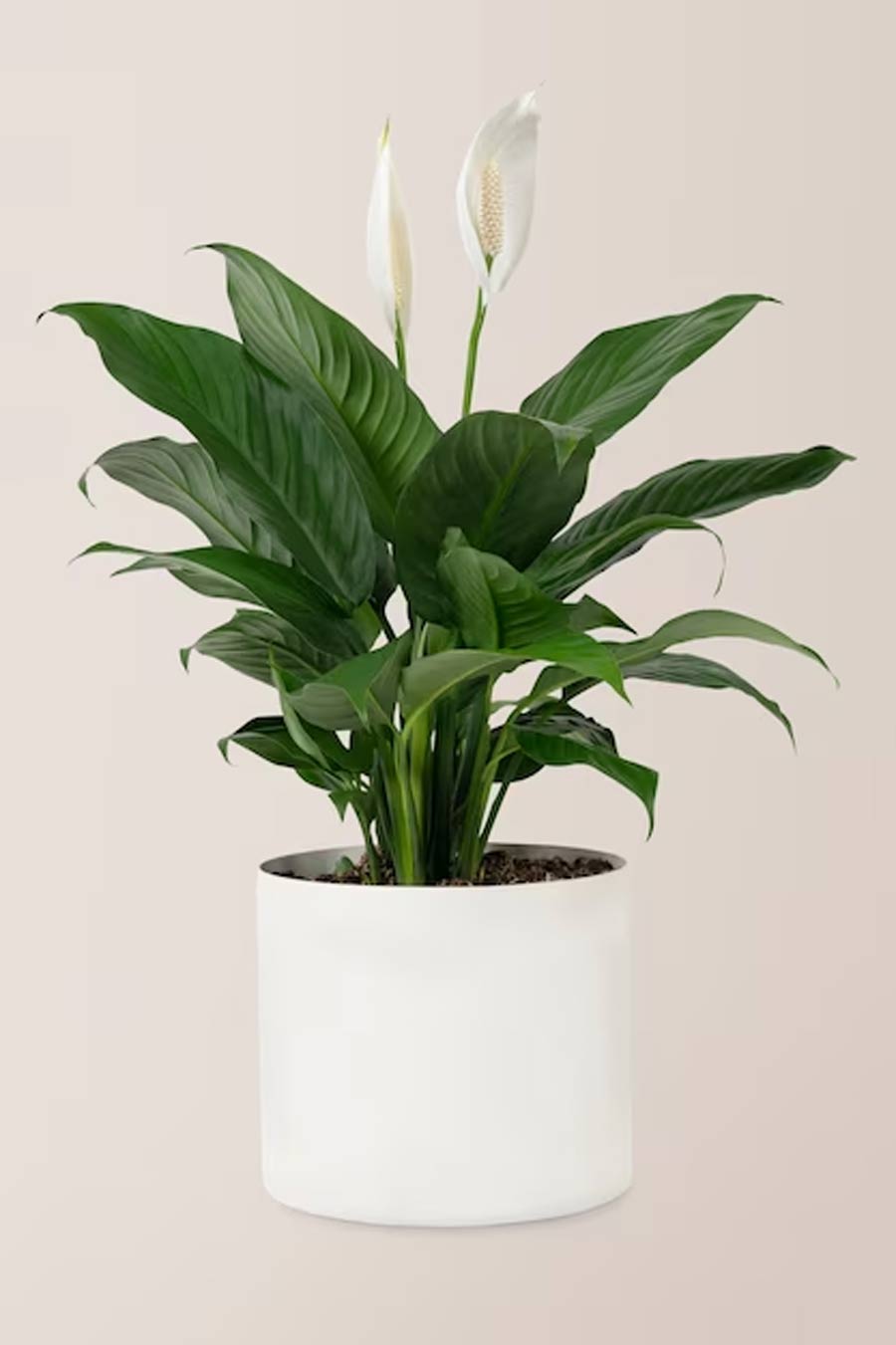 peace lily plant