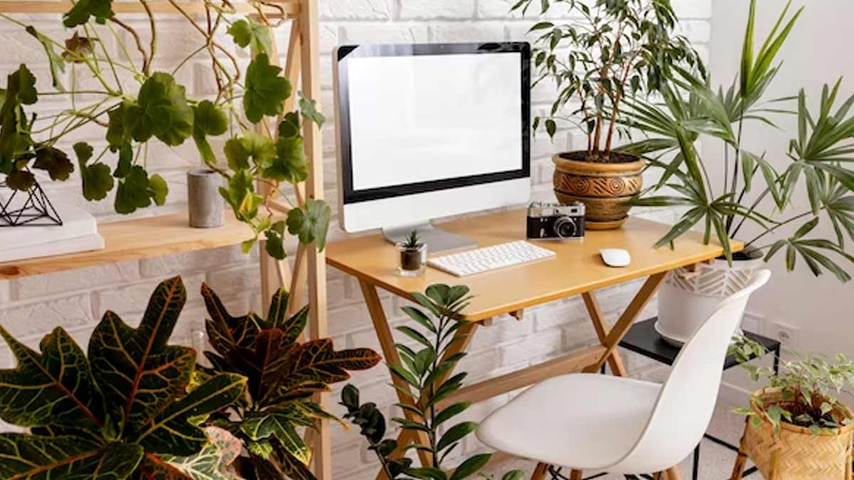 5 Low Maintenance Plants That Are Perfect For Your Office Desk