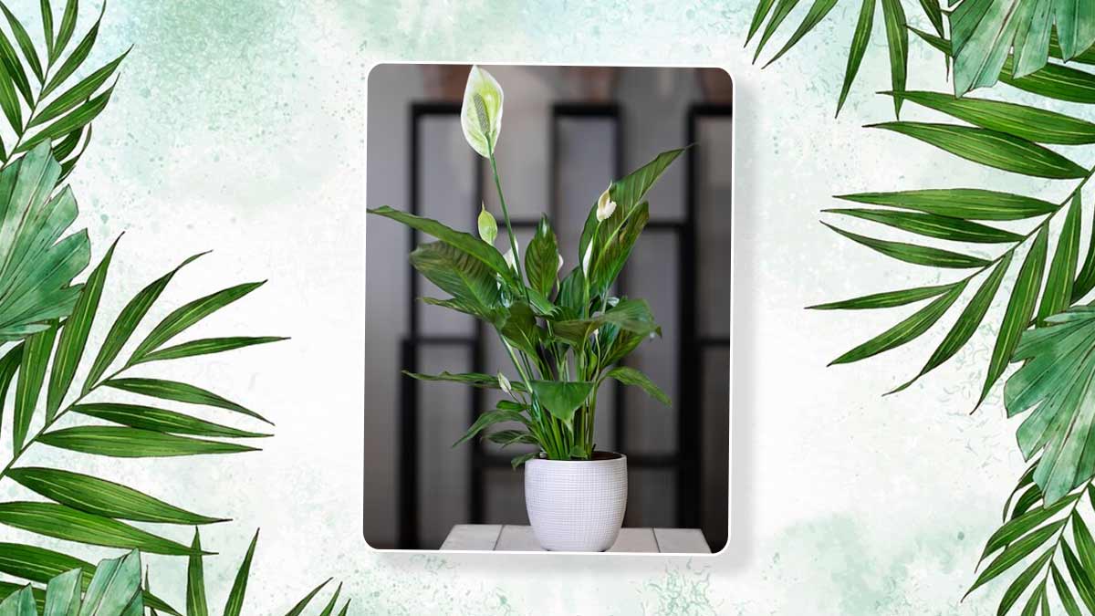 Good Luck 2 Layer Lucky Bamboo Plant — giftsdestination