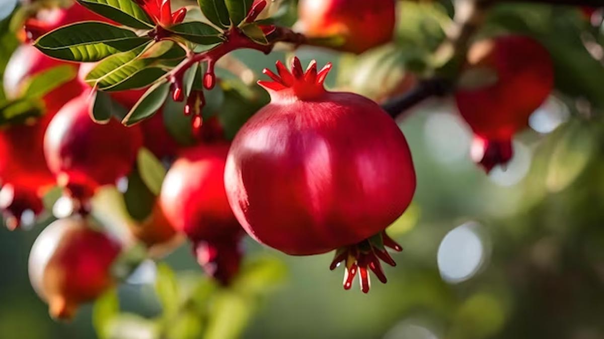 pomegranate plant vastu tips