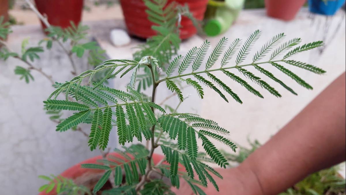 shami plant astrology for dussehra in hindi