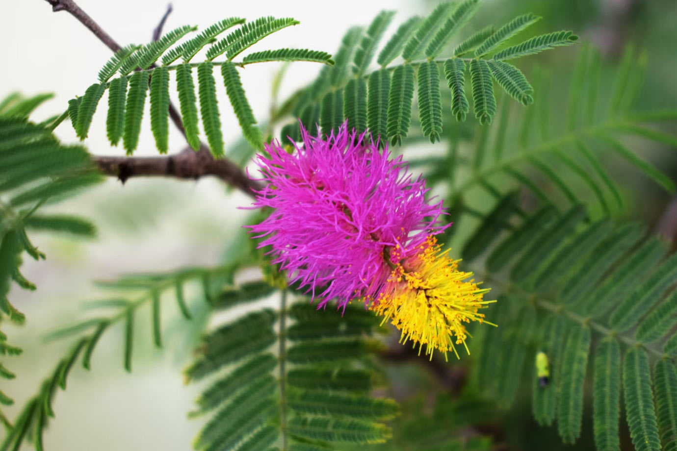 shami plant significance