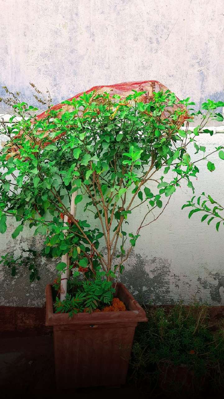 तुलसी को बांधें इस रंग का धागा, जानें महत्व और लाभ significance and