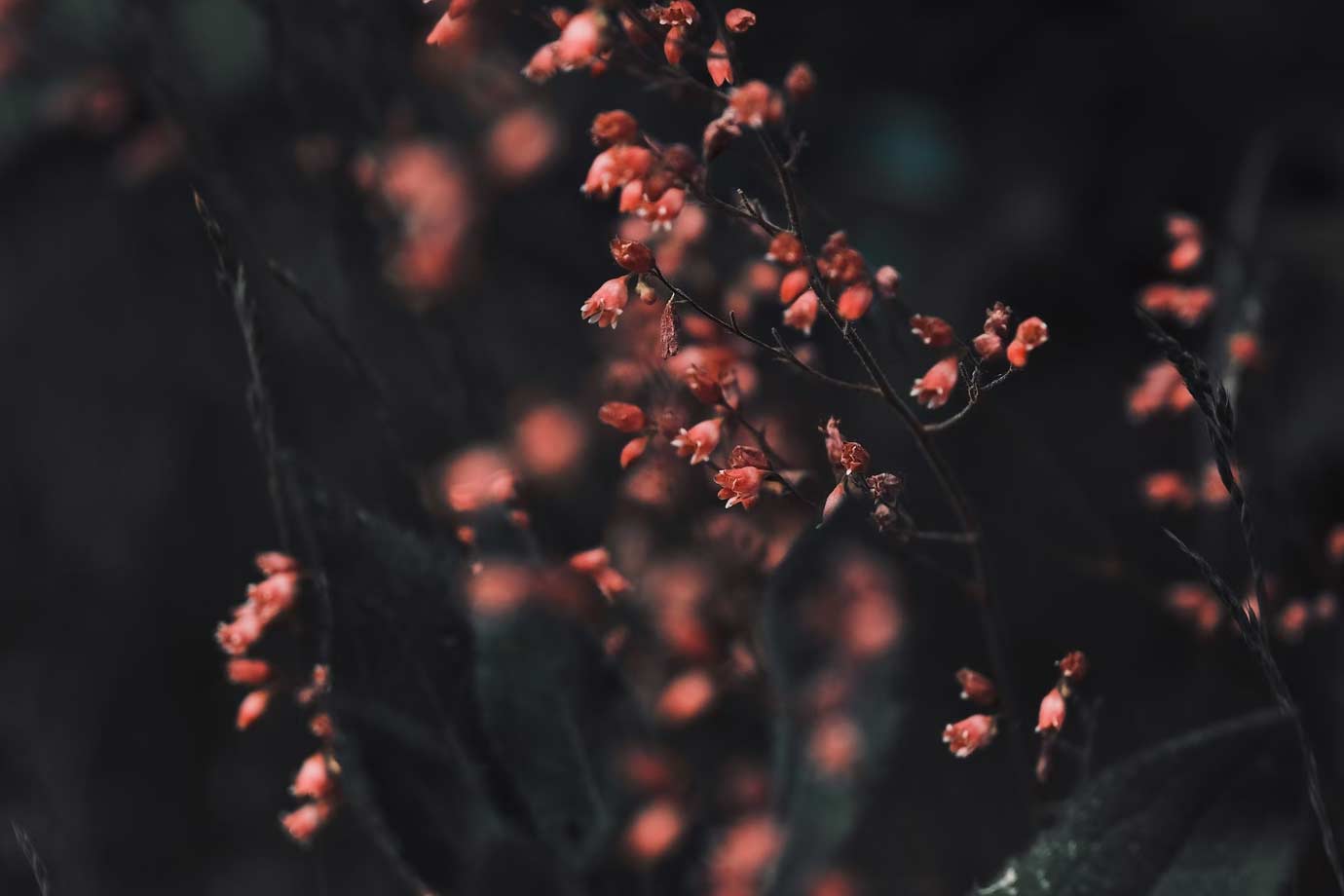 small plant heuchera