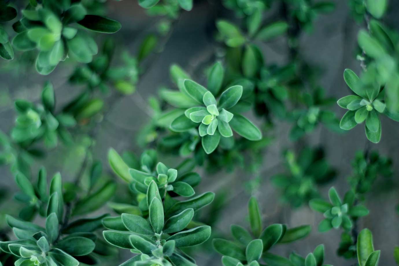 small plant thyme