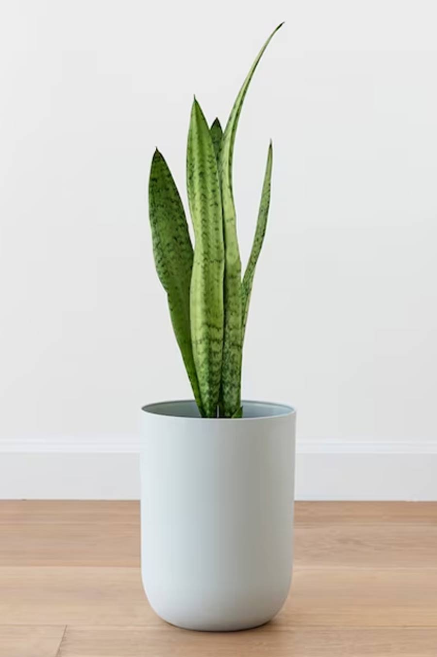 snake plant thrive
