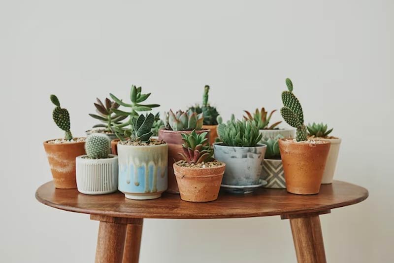 From Sprouts To Plants: 5 Tips To Take Care Of Succulents At Home ...