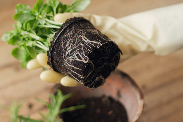 things to remember while repotting tulsi plant