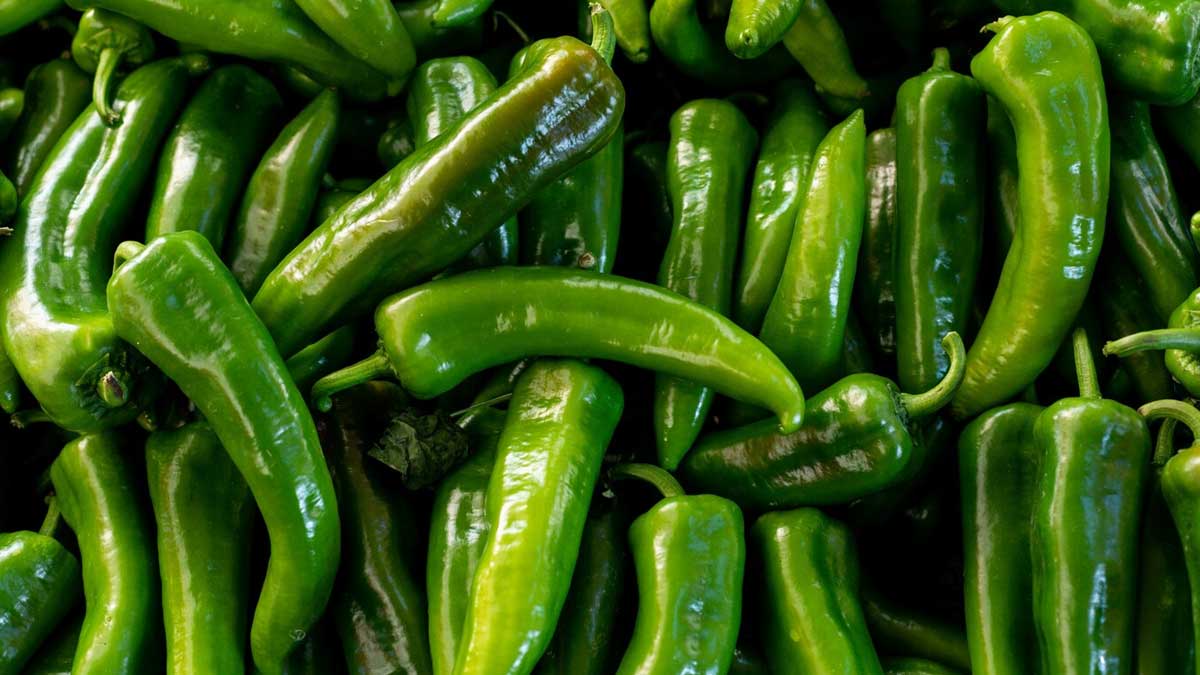 How To Store Green Chillies: Hacks To Keep Green Chillies Fresh For ...