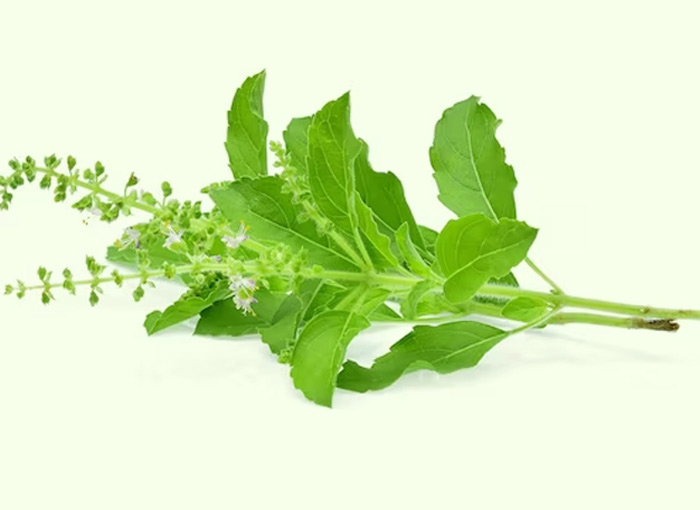 tulsi turmeric face mask for dark spots