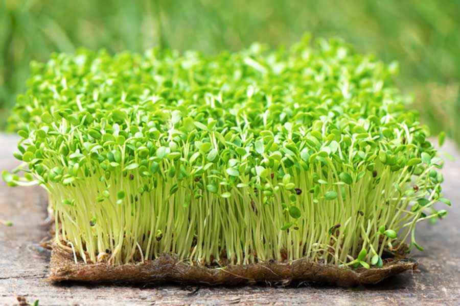 where to buy microgreens ()