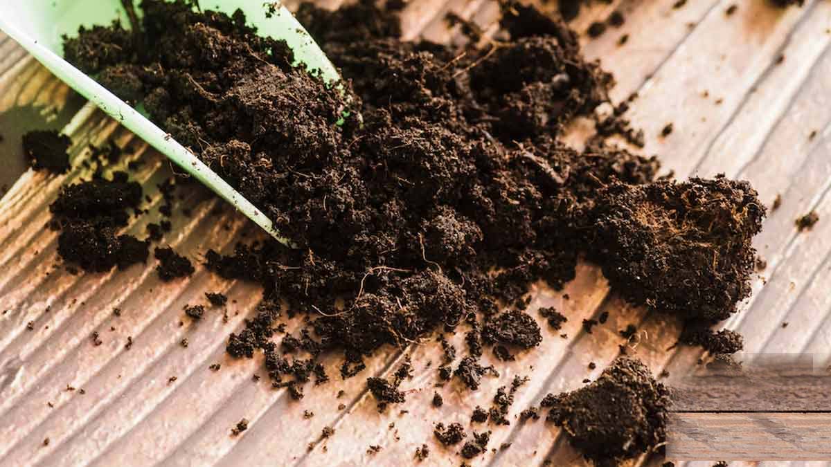 Almond peel benefits