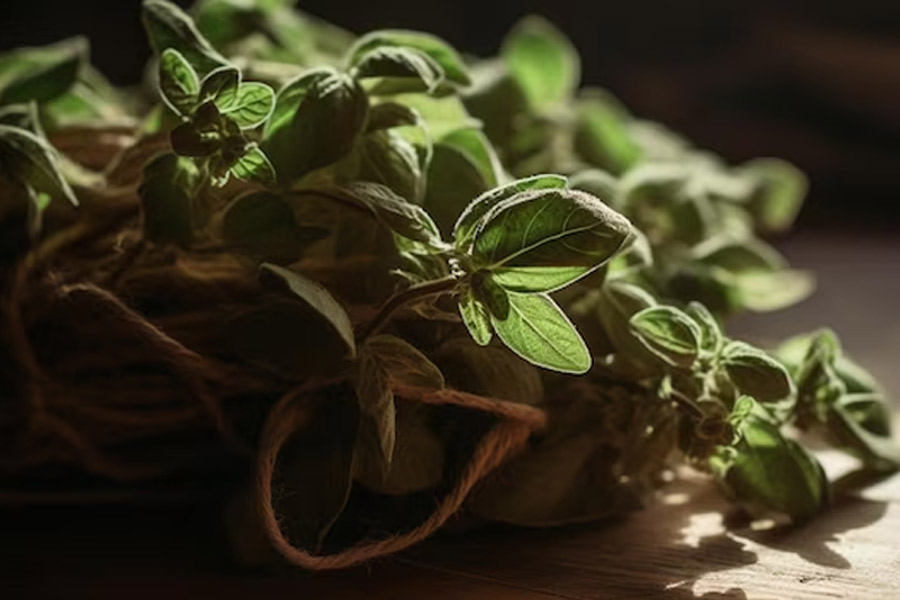 How to grow ajwain plant in bottle