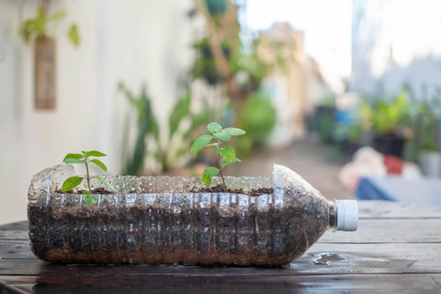 How to grow ajwain plant in kitchen