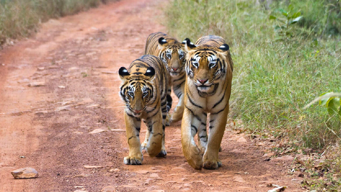 Tadoba National Park, Maharashtra