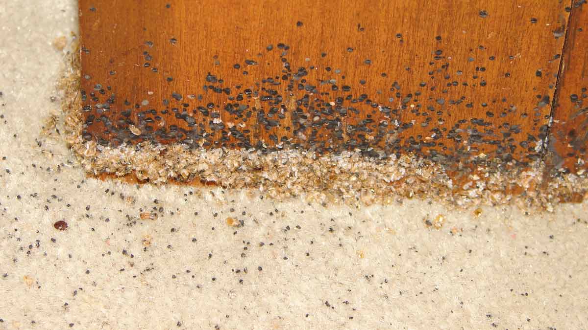 What is the strongest thing to kill bed bugs