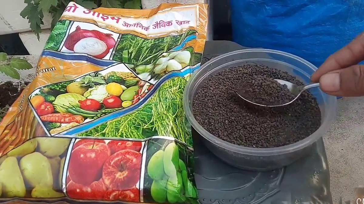 Zyme Fertiliser For Tulsi Plant