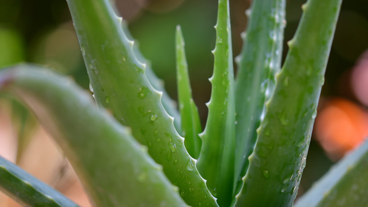 4 Delicious Ways To Enjoy Aloe Vera Juice At Home