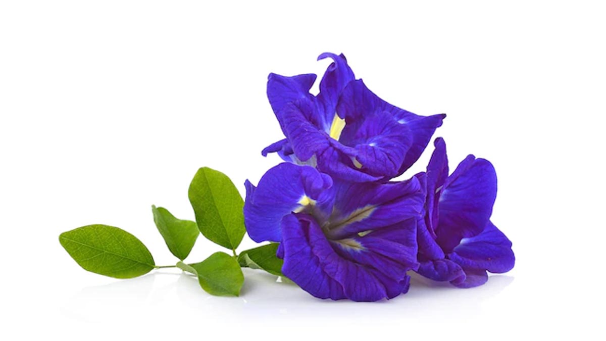 aparajita ke flower remedies for money