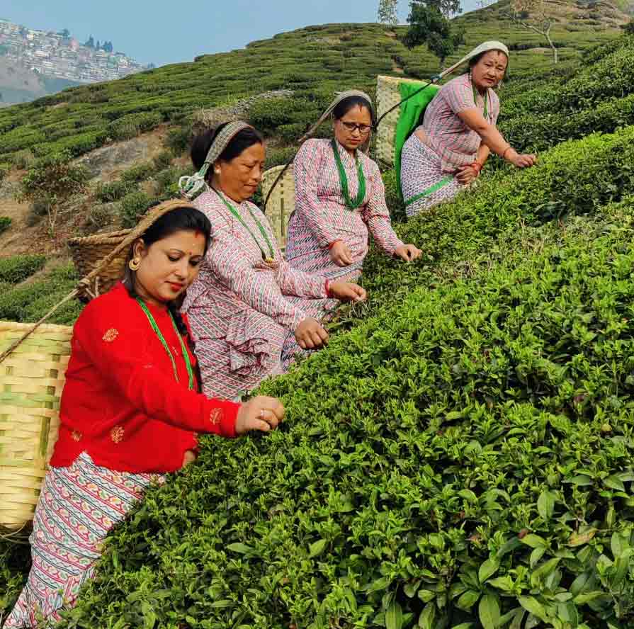 beautiful tea gardens in india