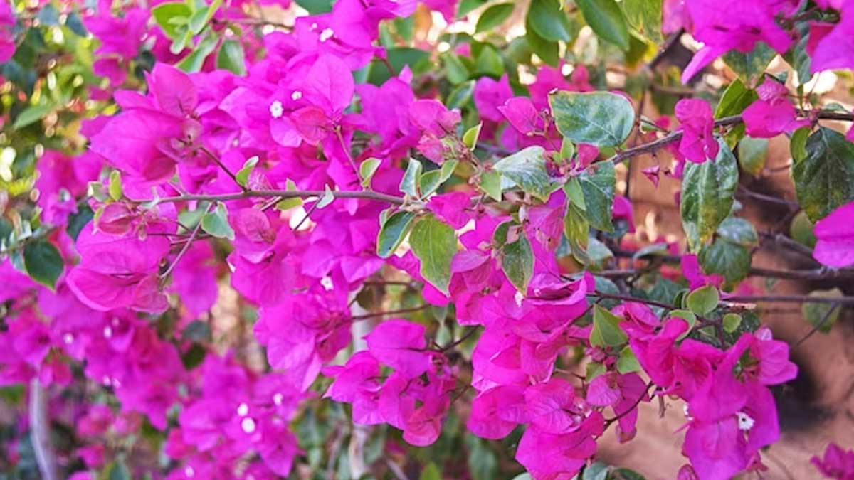 bougainvillea flowering