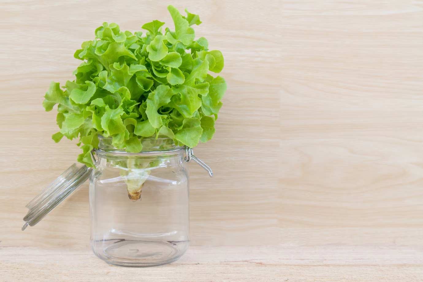 Without Soil, Here Is How You Can Grow Lettuce At Home | HerZindagi