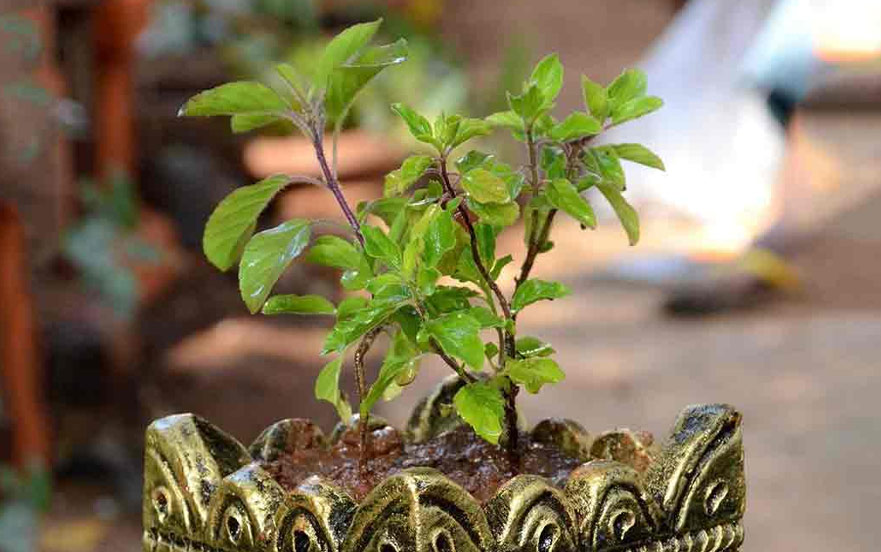 can we put tulsi and shami together