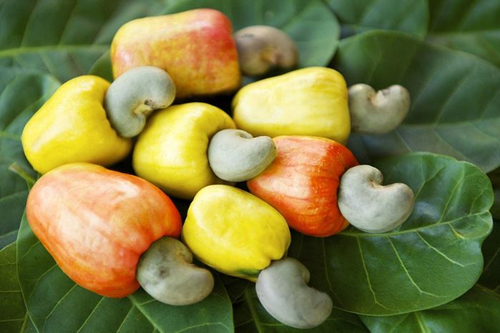 cashew fruit uses