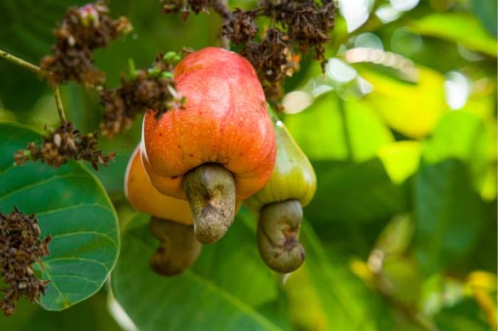 cashew fruit