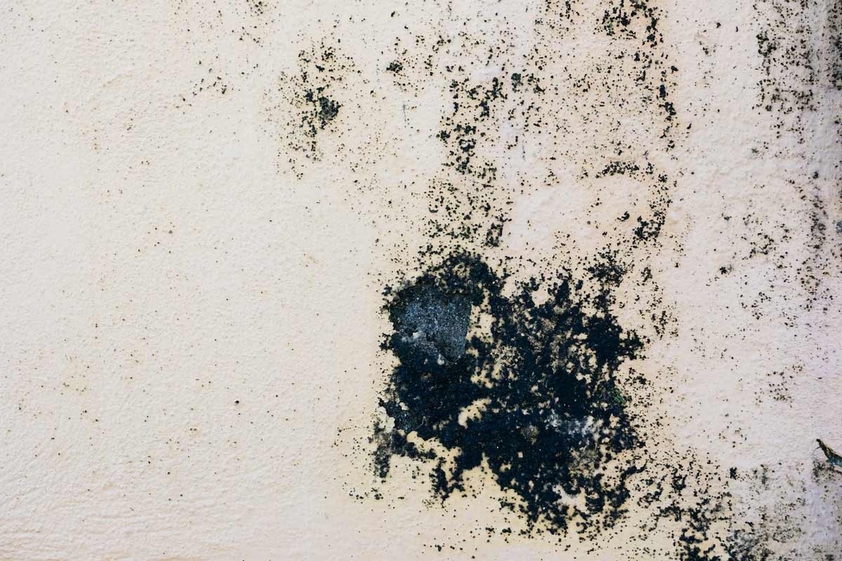 causes of mold