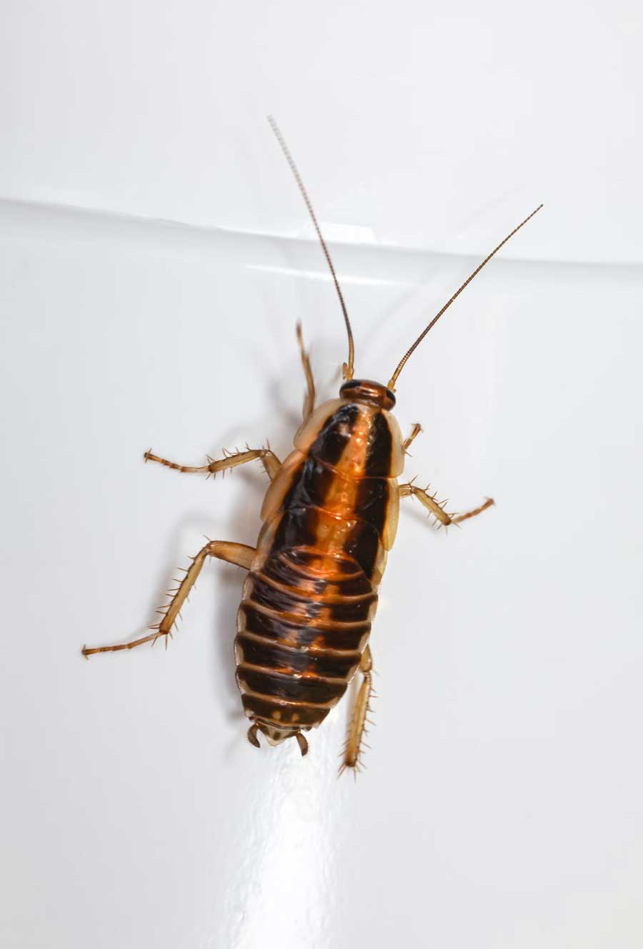 cinnamon cockroach