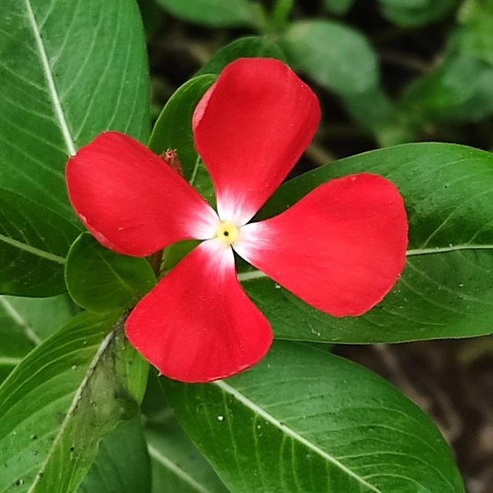 four petal sadabahar flower