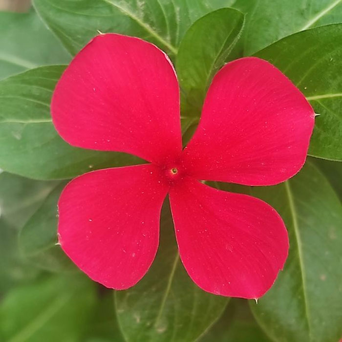 gardening ideas and tips